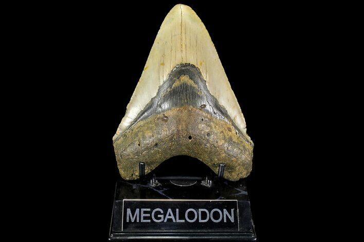 Fossil Megalodon Tooth - North Carolina #109787